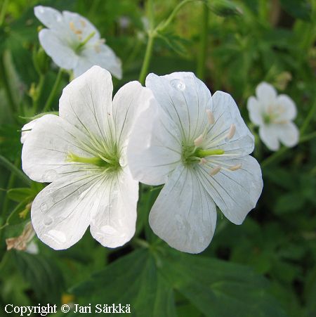 Geranium richardsonii